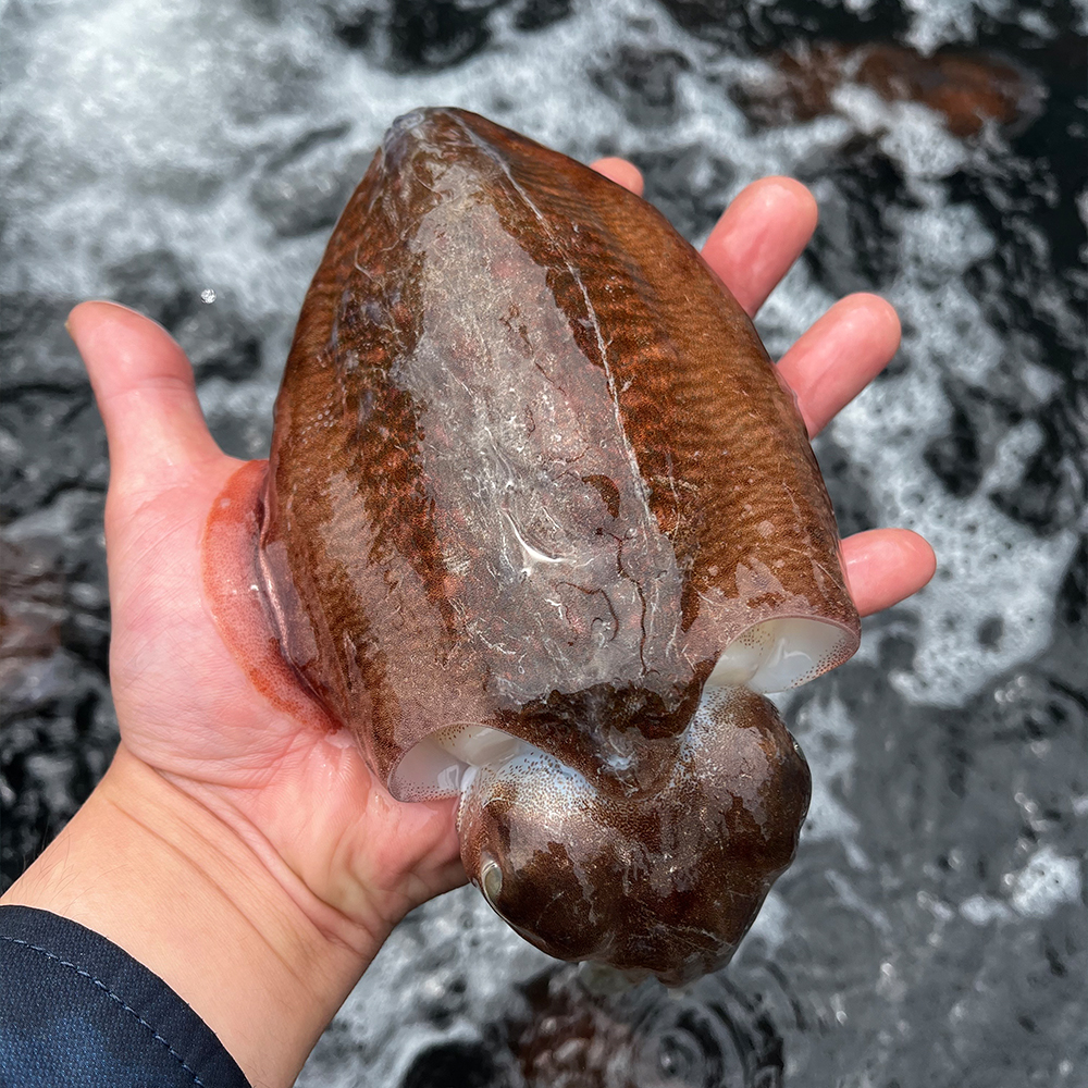 당일조업 자연산 활 갑오징어 특대사이즈 1kg